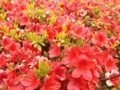 花写真