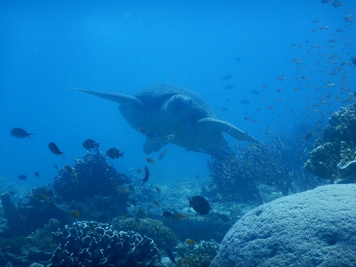 f:id:scuba07:20200306133546j:plain