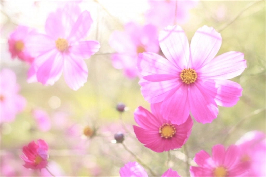f:id:se-ra0403:20190629175818j:image