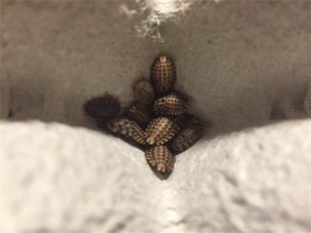 デュビアとは 動植物の人気 最新記事を集めました はてな