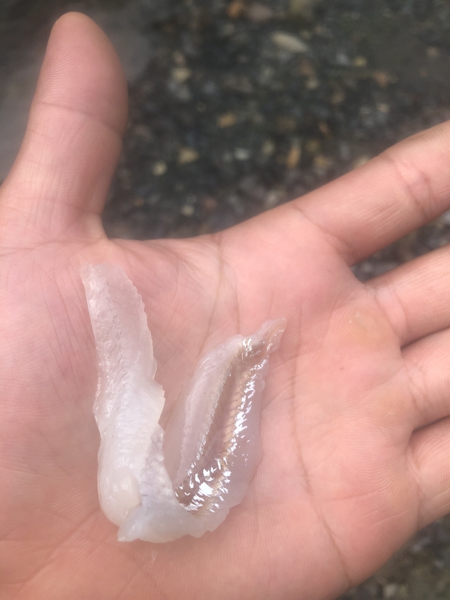 f:id:sea-atsu:20191225191926j:plain f:id:sea-atsu:20191225191926j:plain