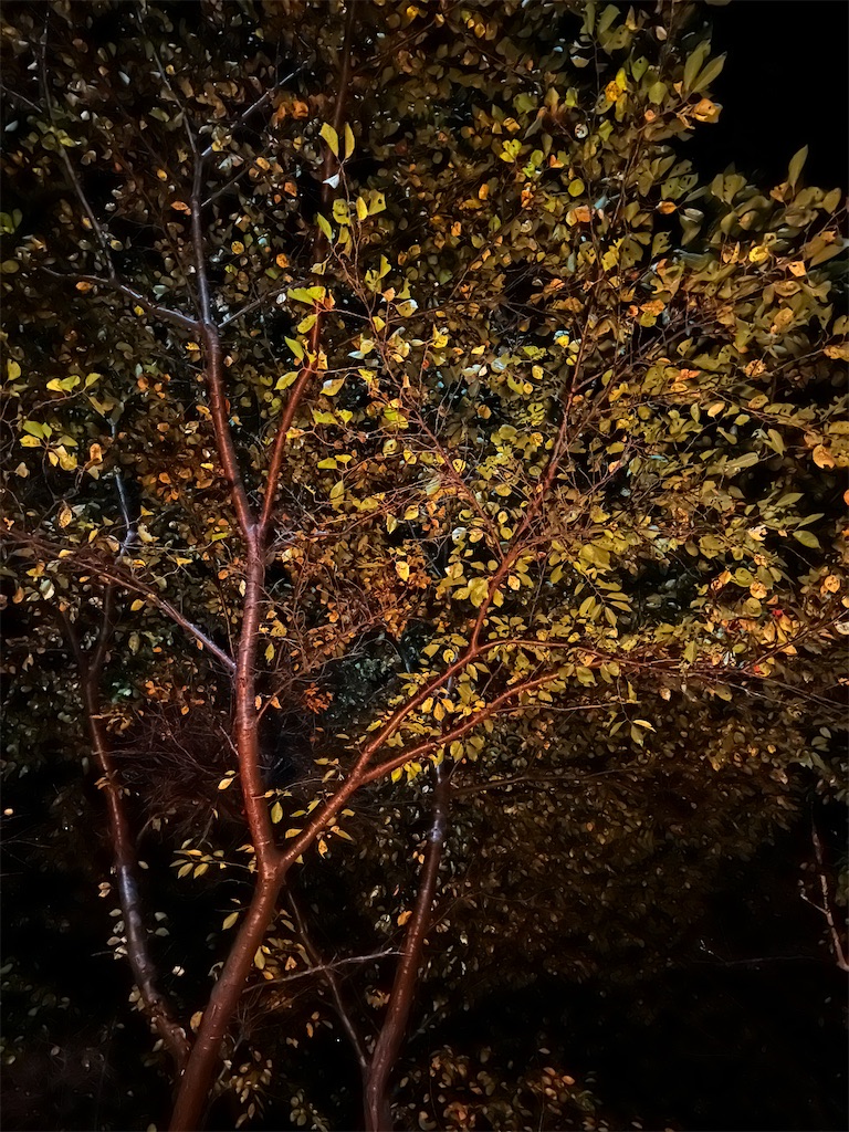 f:id:sea-b:20241103170550j:image