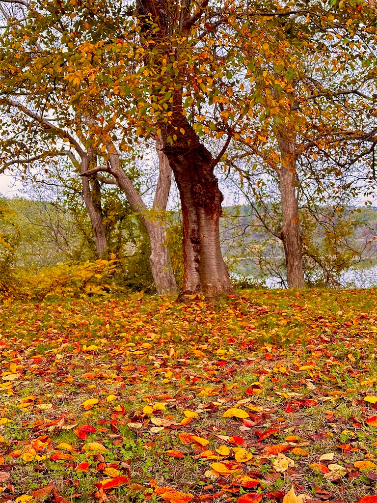 f:id:sea-b:20241103170558j:image
