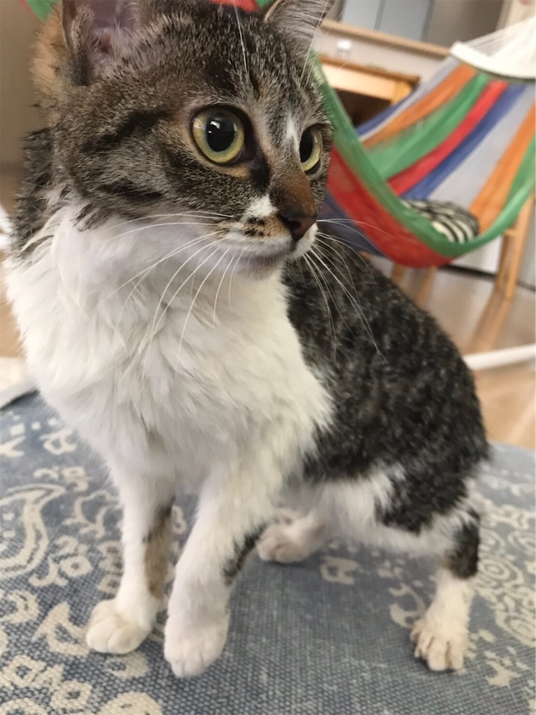 f:id:sea-cat0718:20190523170603j:image f:id:sea-cat0718:20190523170603j:image