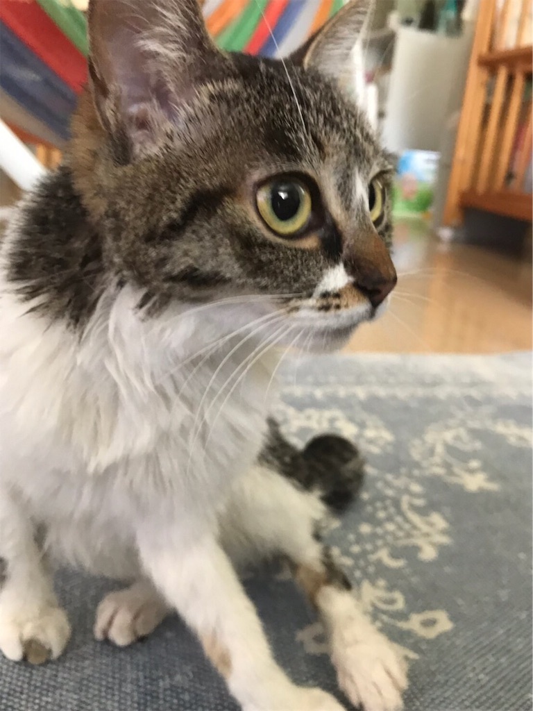 f:id:sea-cat0718:20190523170606j:image f:id:sea-cat0718:20190523170606j:image