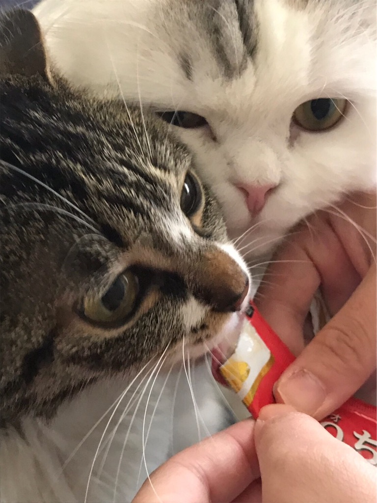 f:id:sea-cat0718:20190523171438j:image f:id:sea-cat0718:20190523171438j:image