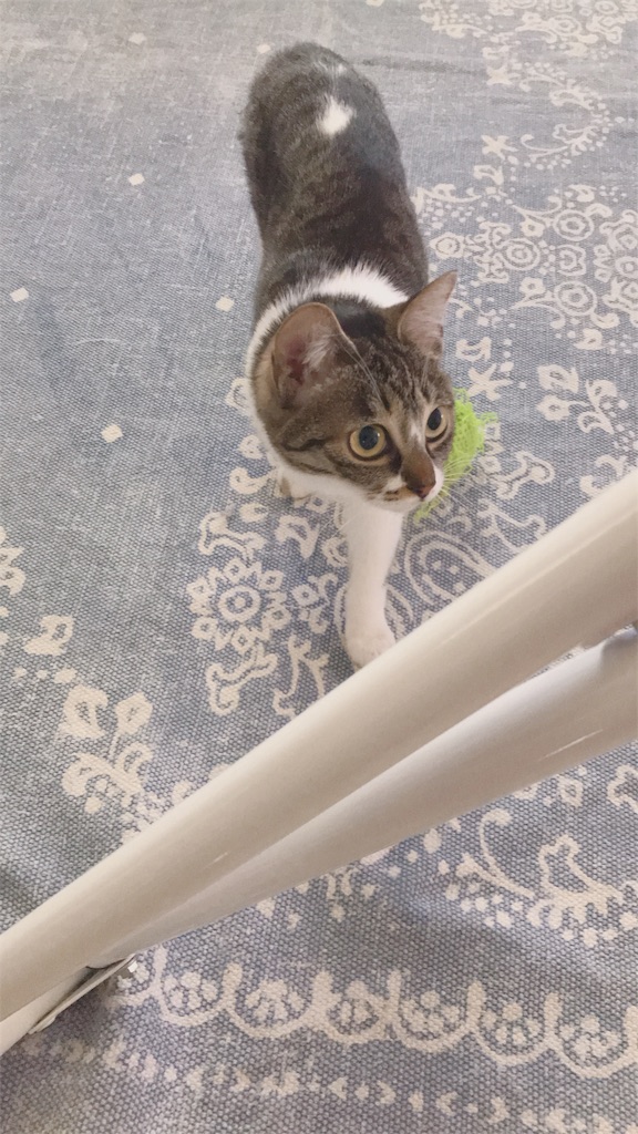 f:id:sea-cat0718:20190524182322j:plain f:id:sea-cat0718:20190524182322j:plain