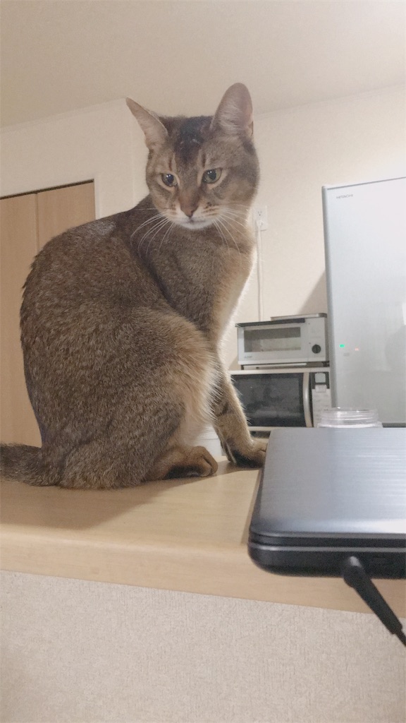 f:id:sea-cat0718:20190524182430j:plain f:id:sea-cat0718:20190524182430j:plain