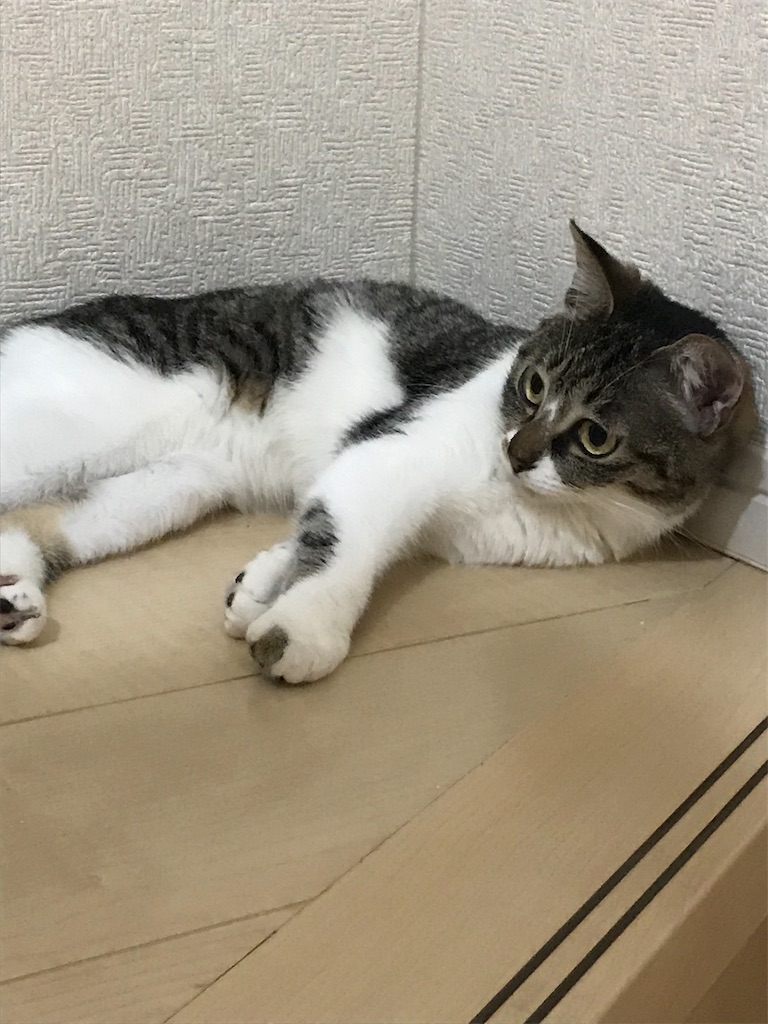 f:id:sea-cat0718:20190527212309j:plain f:id:sea-cat0718:20190527212309j:plain