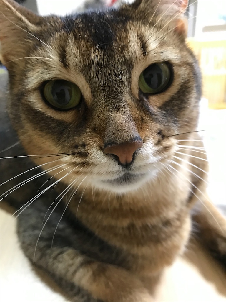 f:id:sea-cat0718:20190527212332j:plain f:id:sea-cat0718:20190527212332j:plain