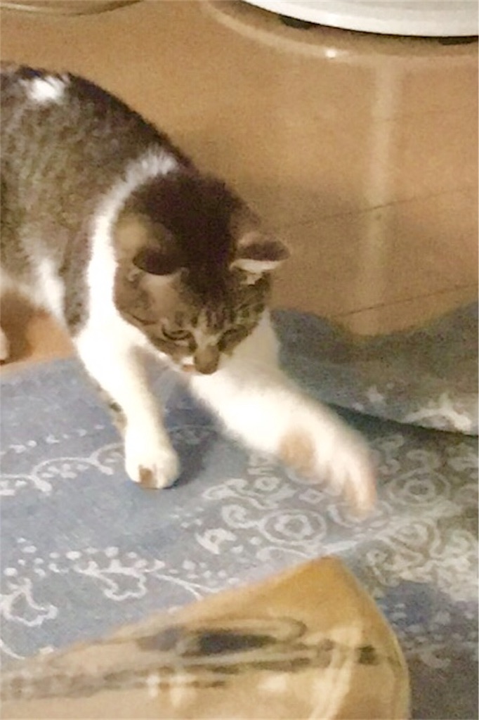 f:id:sea-cat0718:20190730203738j:plain f:id:sea-cat0718:20190730203738j:plain