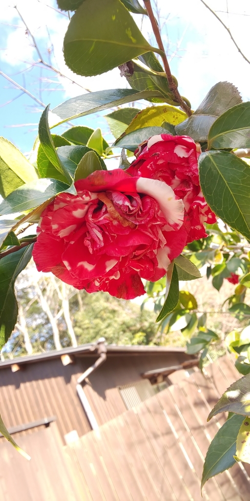 f:id:sea408kt:20190308143004j:plain f:id:sea408kt:20190308143004j:plain