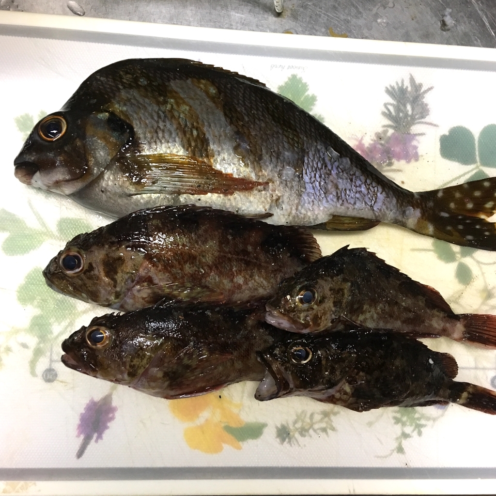 f:id:seabellsfishing:20181108224323j:plain f:id:seabellsfishing:20181108224323j:plain