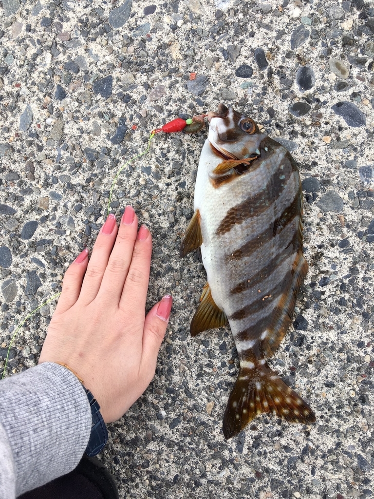 f:id:seabellsfishing:20181108224354j:plain f:id:seabellsfishing:20181108224354j:plain
