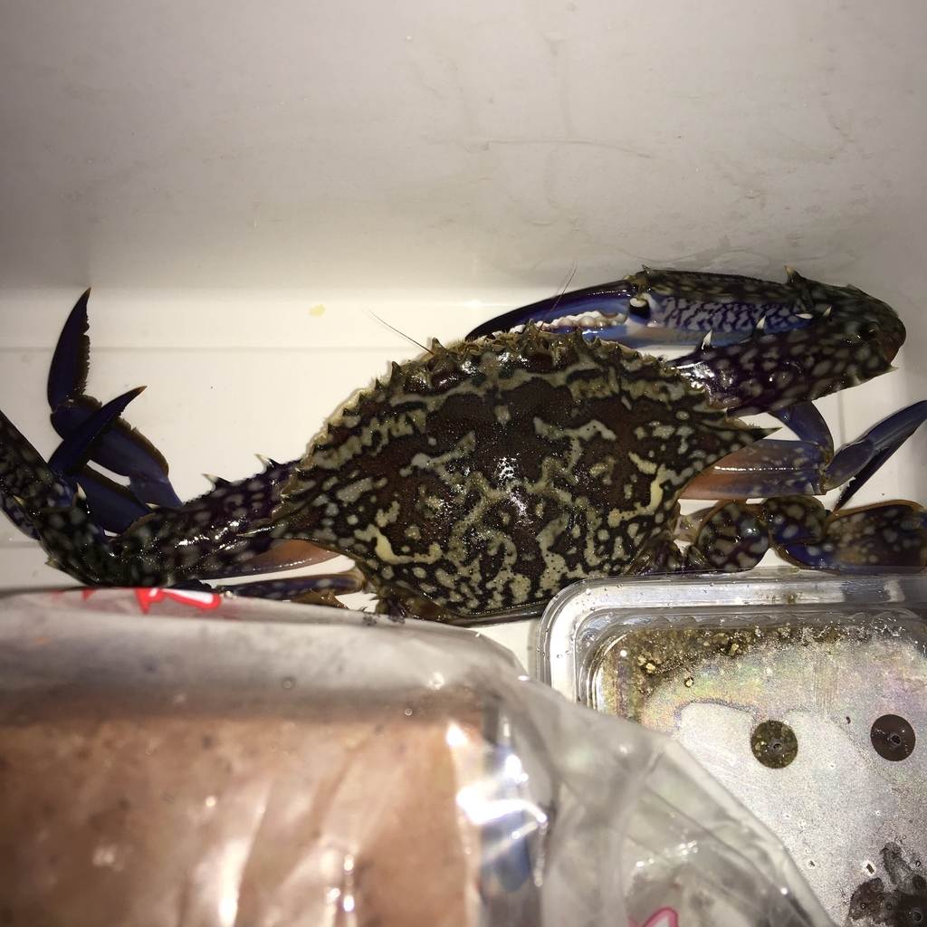 f:id:seabellsfishing:20181109105231j:plain f:id:seabellsfishing:20181109105231j:plain