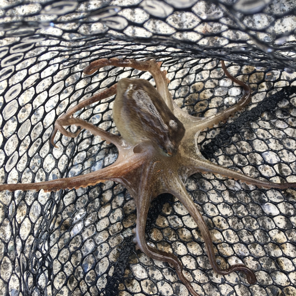 f:id:seabellsfishing:20181109105236j:plain f:id:seabellsfishing:20181109105236j:plain