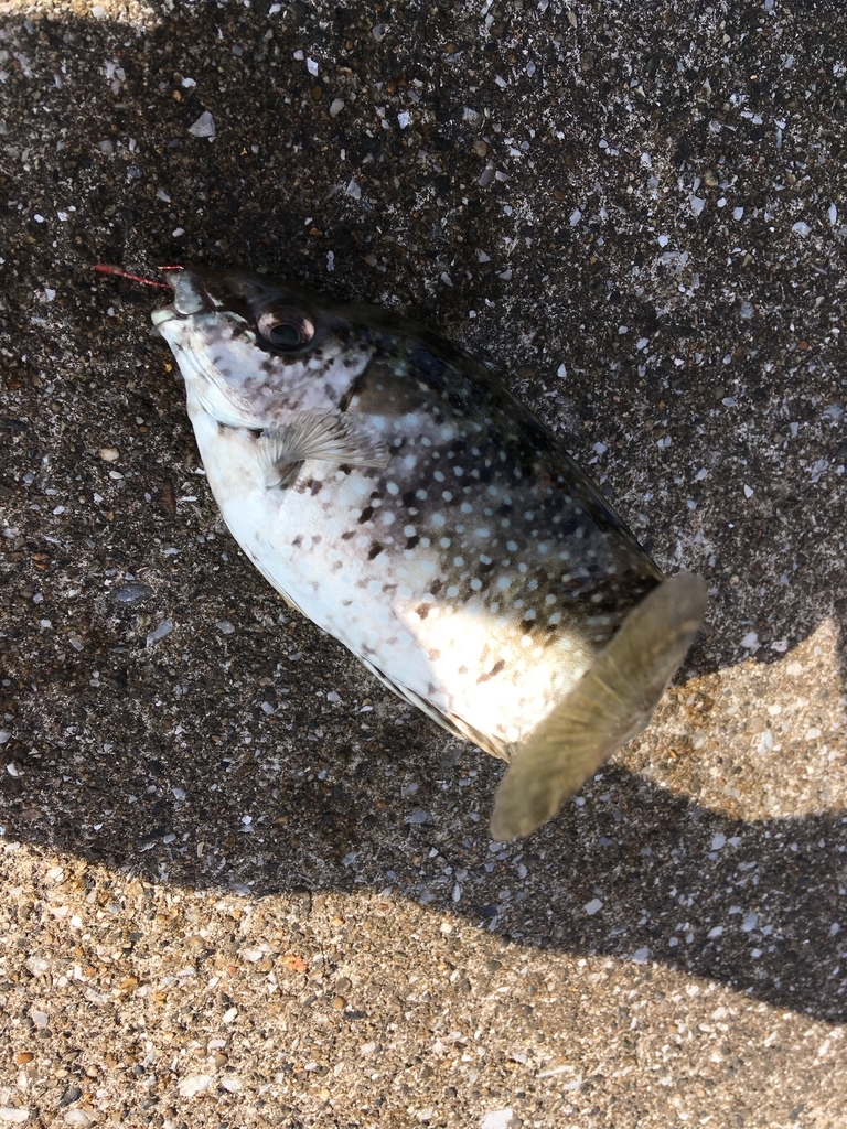 f:id:seabellsfishing:20181118220523j:plain f:id:seabellsfishing:20181118220523j:plain