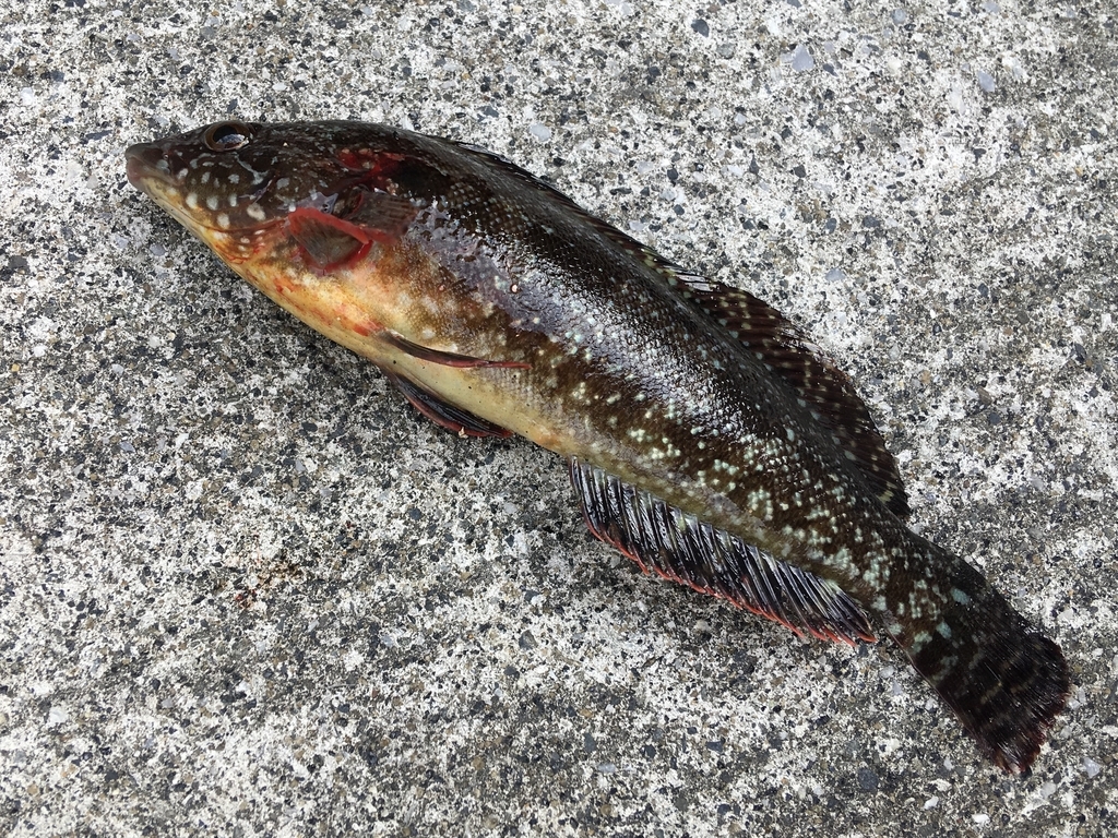 f:id:seabellsfishing:20181118220745j:plain f:id:seabellsfishing:20181118220745j:plain