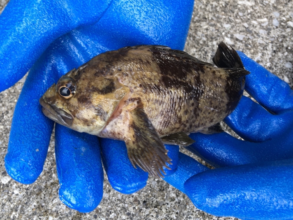 f:id:seabellsfishing:20181118222114j:plain f:id:seabellsfishing:20181118222114j:plain