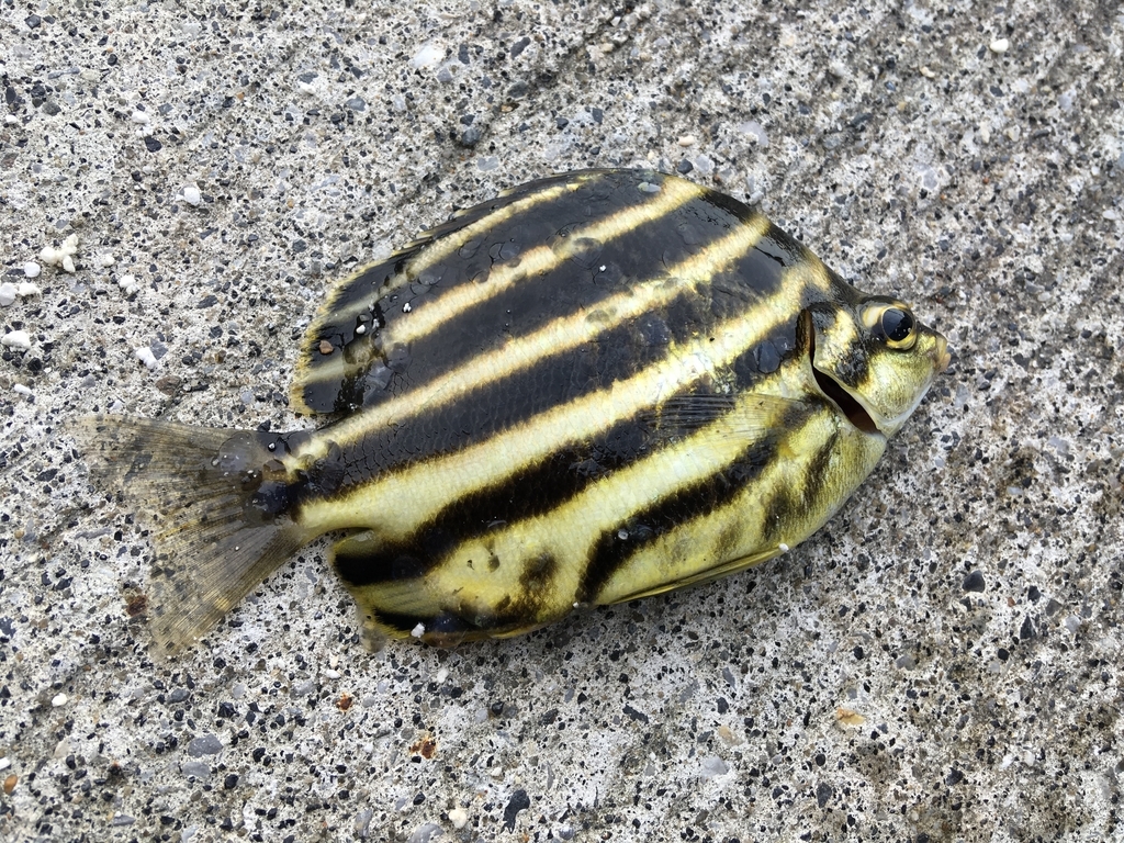 f:id:seabellsfishing:20181118225618j:plain f:id:seabellsfishing:20181118225618j:plain
