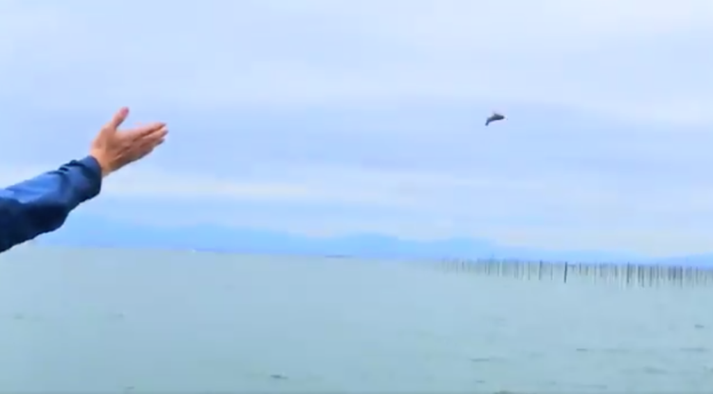 f:id:seabellsfishing:20181120221731p:plain f:id:seabellsfishing:20181120221731p:plain