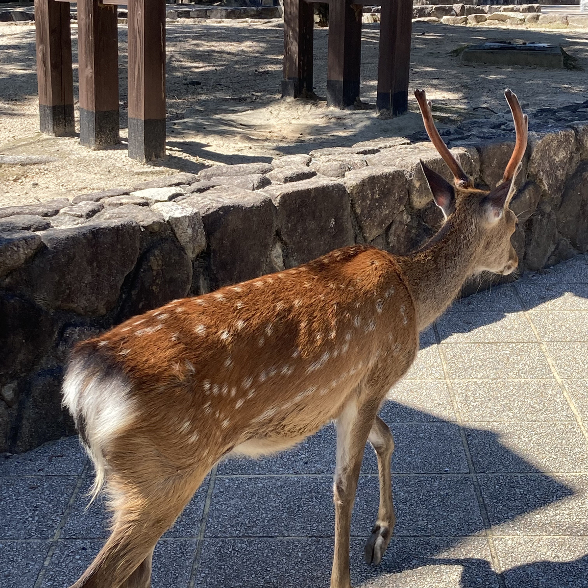 宮島に行ってきました がんばらない人生