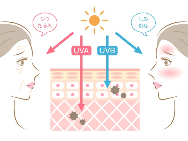 紫外線と女性の肌