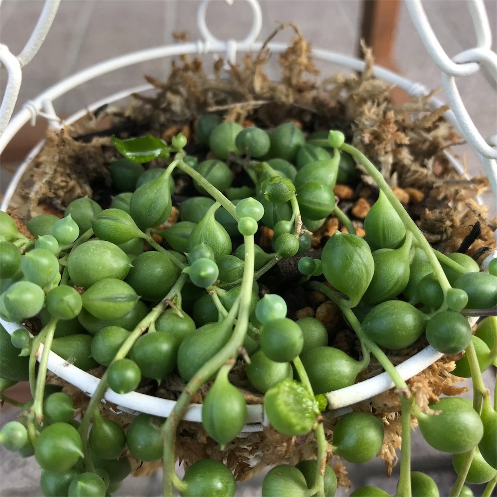 f:id:seasidebook:20180806100542j:image