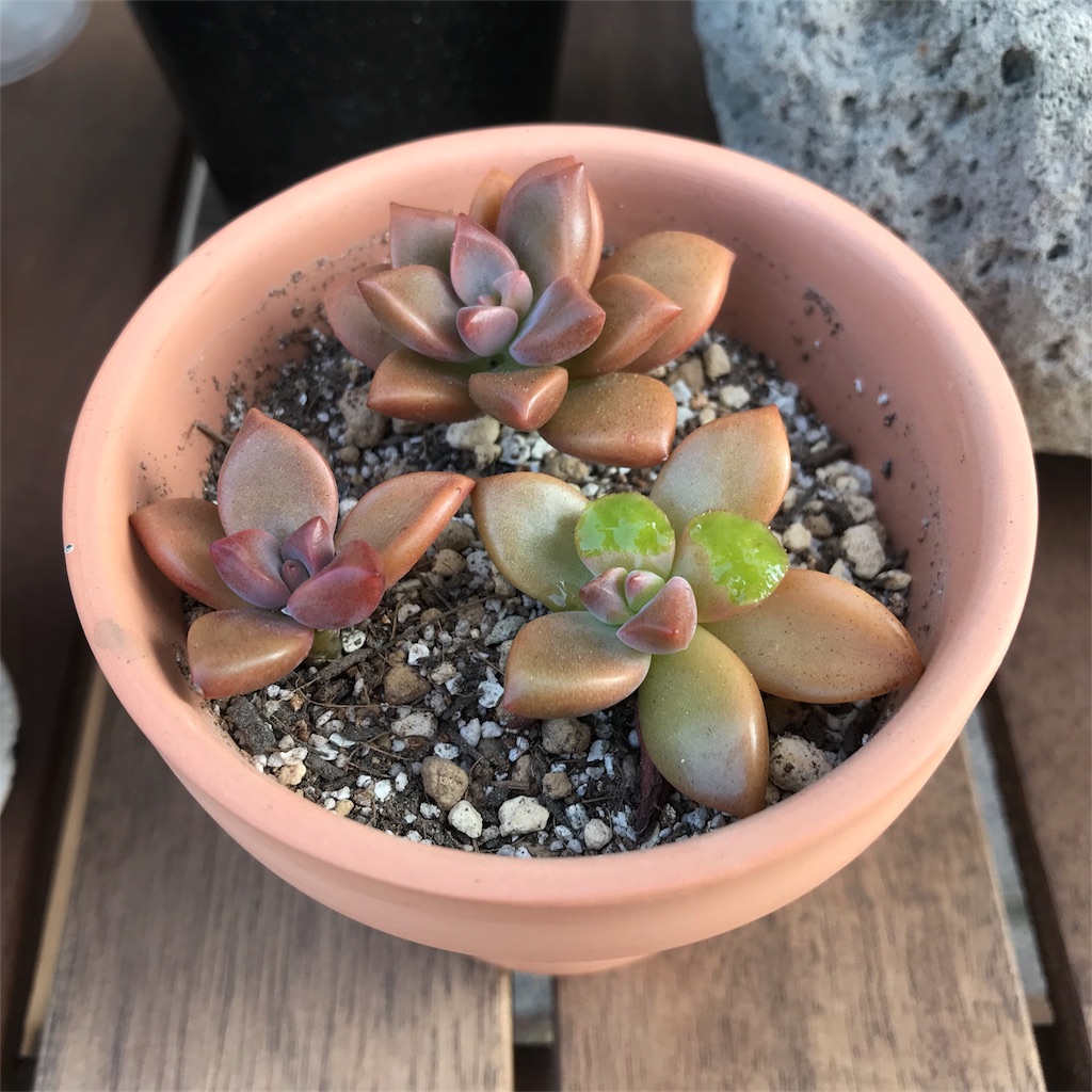 f:id:seasidebook:20180806104150j:image