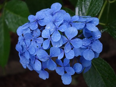 イメージ 11