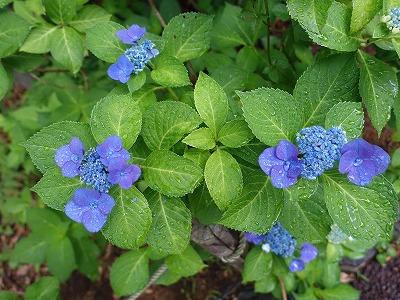 イメージ 15