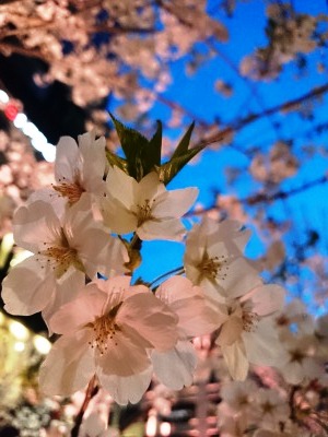 イメージ 14