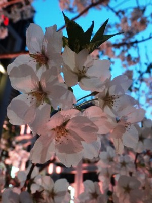 イメージ 7