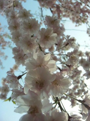 イメージ 8