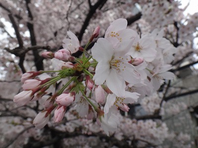 イメージ 7