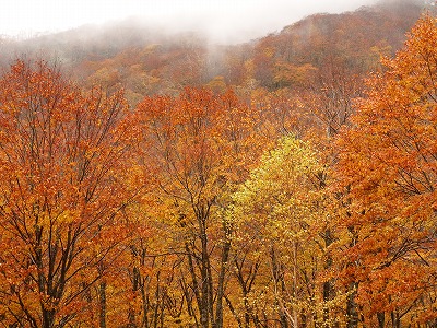 f:id:seasonsgreetings:20201103025813j:plain
