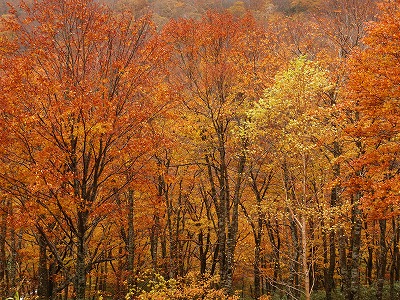 f:id:seasonsgreetings:20201103025817j:plain