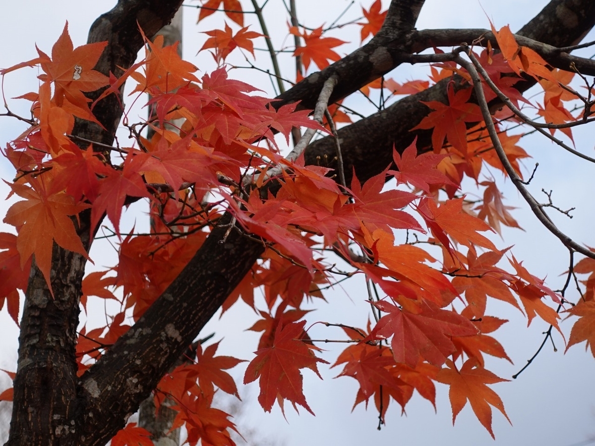 f:id:seasonsgreetings:20201119191949j:plain
