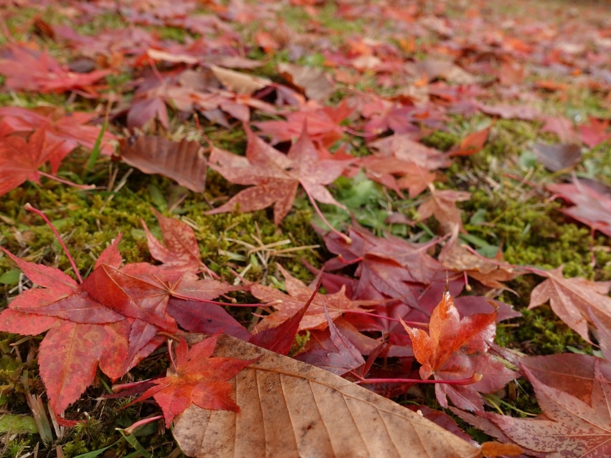 f:id:seasonsgreetings:20201119191953j:plain