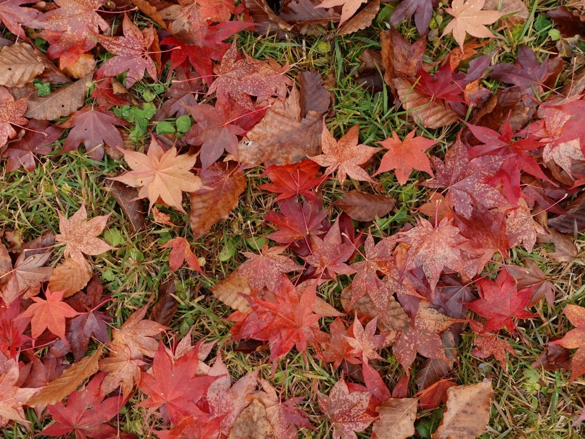 f:id:seasonsgreetings:20201119191958j:plain