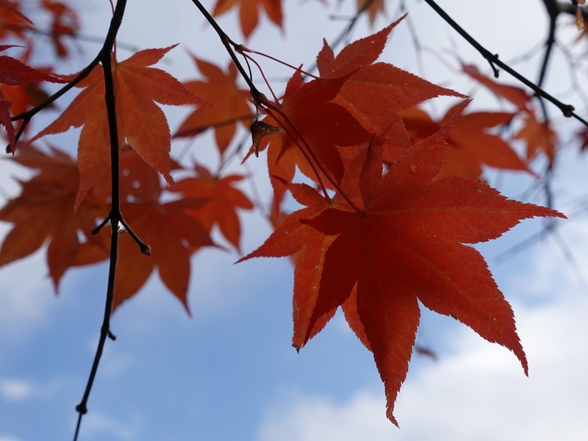 f:id:seasonsgreetings:20201119192002j:plain