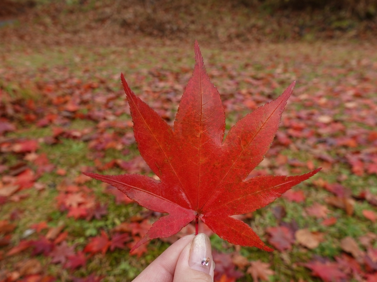 f:id:seasonsgreetings:20201119192005j:plain