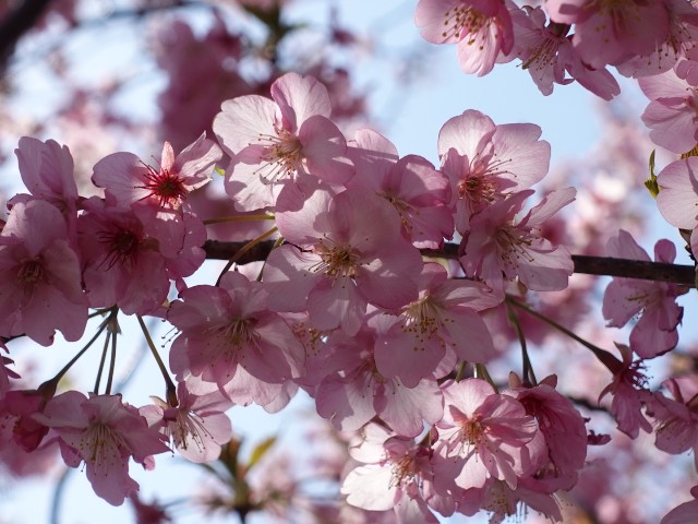 静岡・河津】いちばん早く咲く桜🌸河津桜 - ** Season's