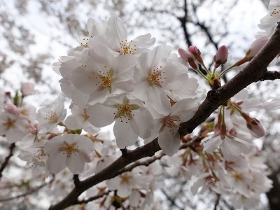 f:id:seasonsgreetings:20210323021819j:plain