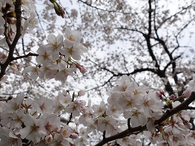 f:id:seasonsgreetings:20210323021822j:plain