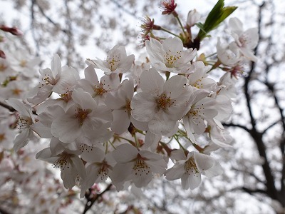 f:id:seasonsgreetings:20210323021825j:plain