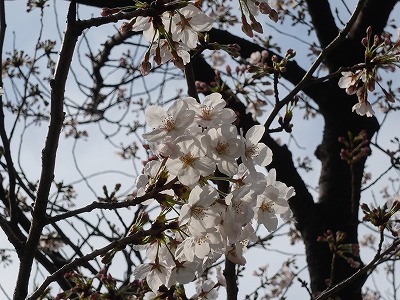 f:id:seasonsgreetings:20210323021830j:plain