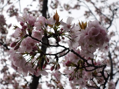 f:id:seasonsgreetings:20210323021850j:plain