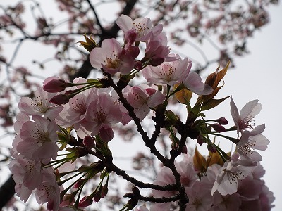 f:id:seasonsgreetings:20210323021853j:plain