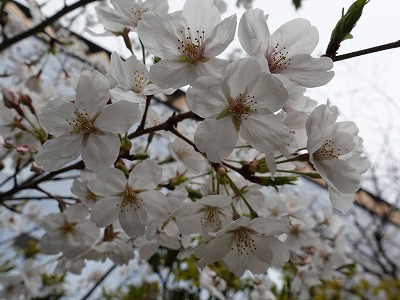 f:id:seasonsgreetings:20210323021856j:plain